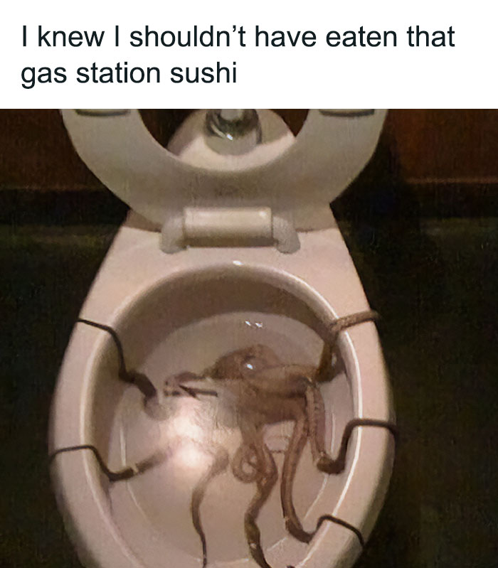 une pieuvre dans les wc