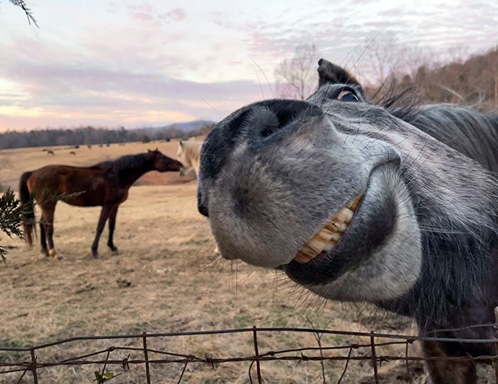 30 photos drôles animaux 14