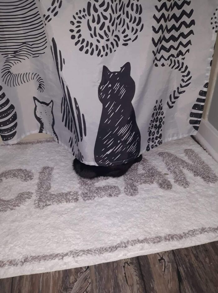 chat caché