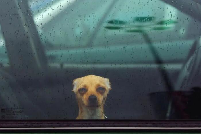 un chien derrière une fenêtre de voiture