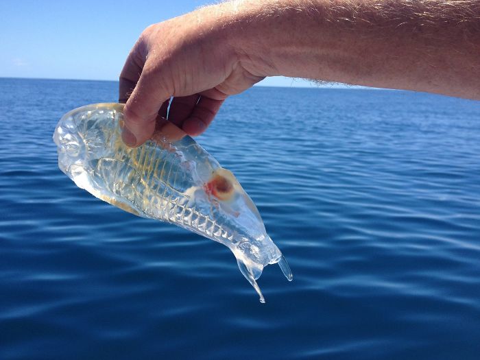 un poisson transparent