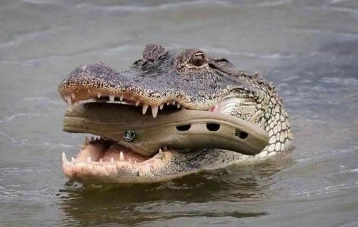 croco bouffe crocs 