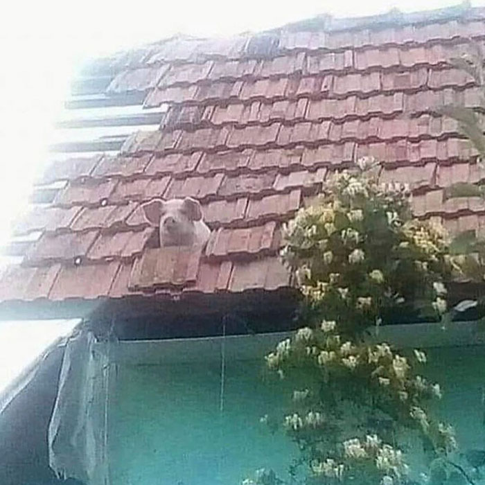 un cochon dans la toiture