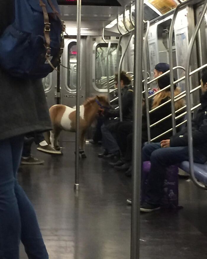 un poney dans le métro