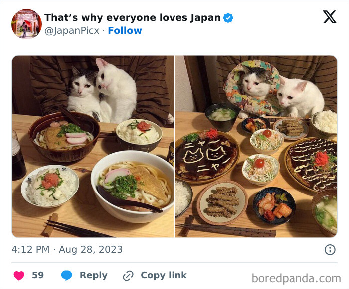 repas pour les chats