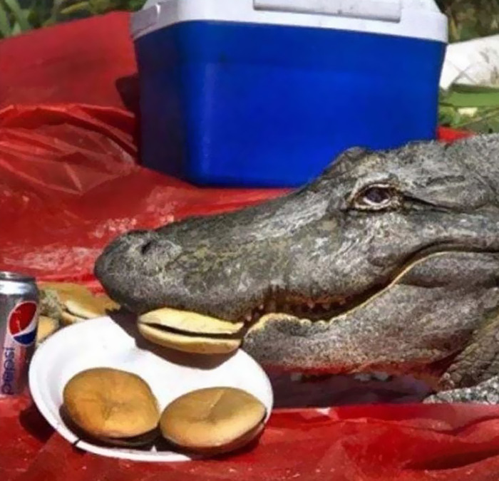 un crocodile qui mange des burgers