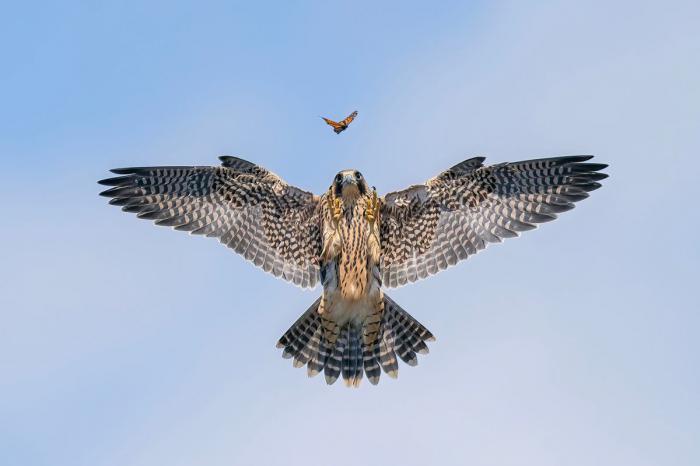 1er prix de la catégorie: Comportement oiseaux - Jack Zhi, États-Unis