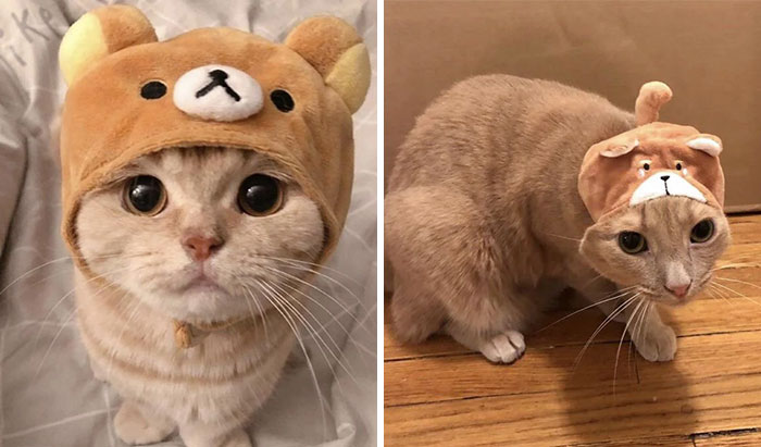 Un bonnet pour chat
