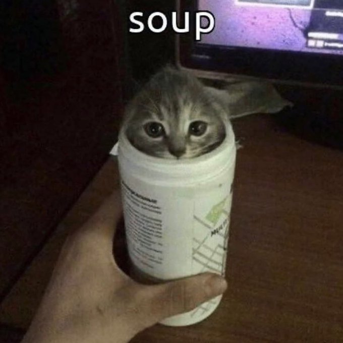 chat coincé soupe