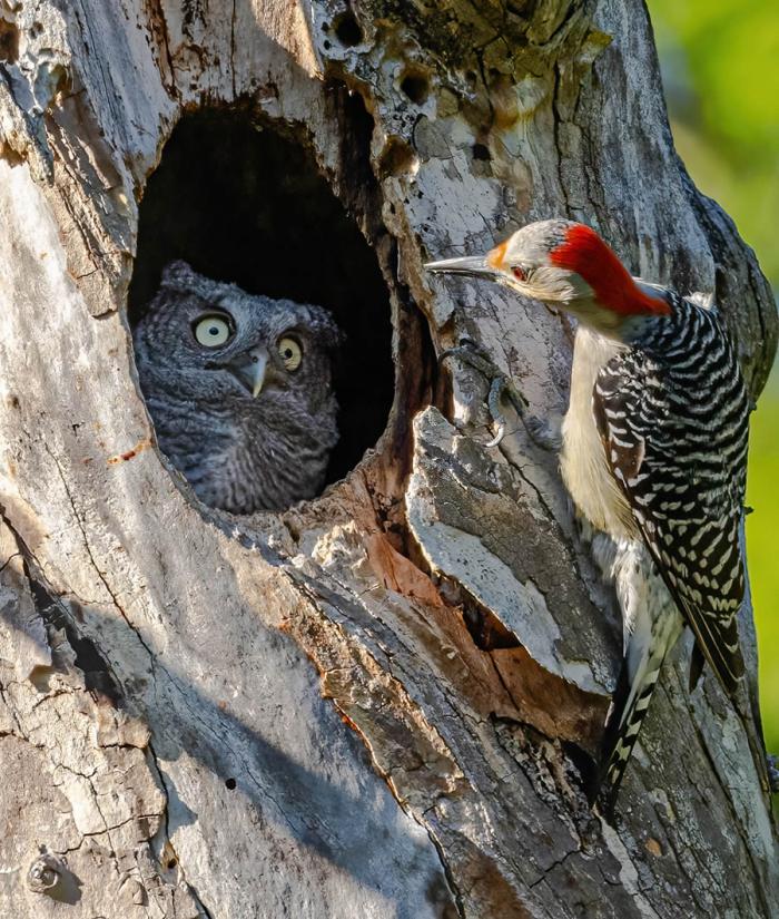 Comedy Wildlife Photography 