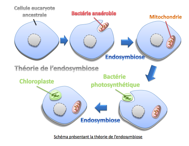 endosymbiose