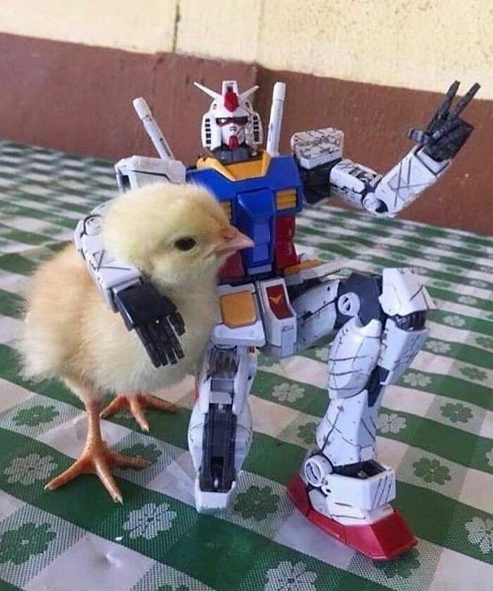 poussin et robot 