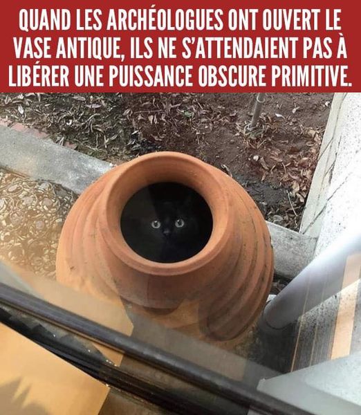 Un chat dans un vase