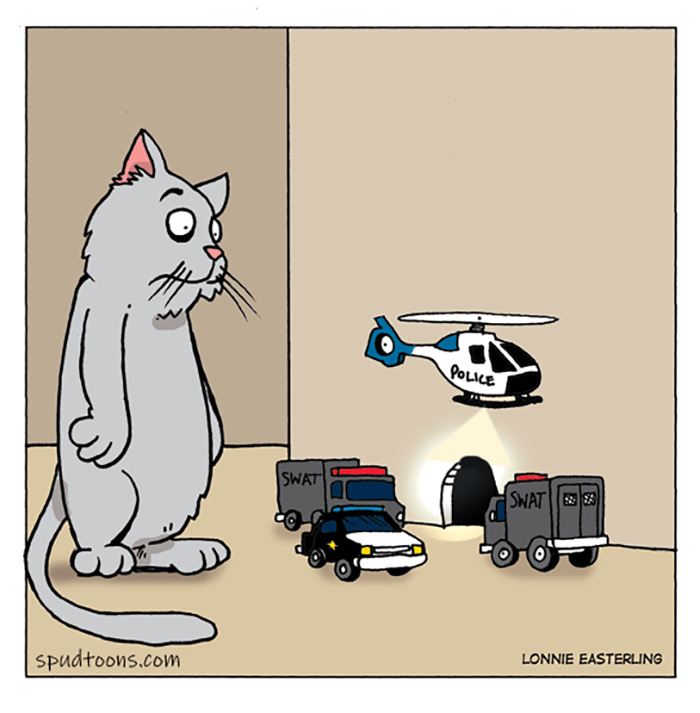 un chat et des jouets