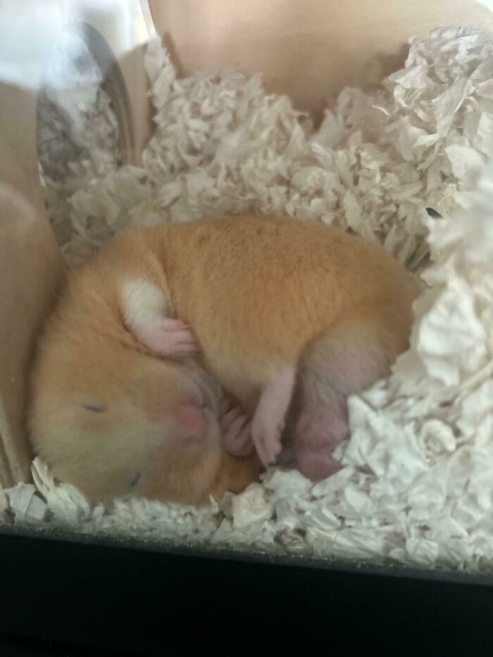 hamster qui dort