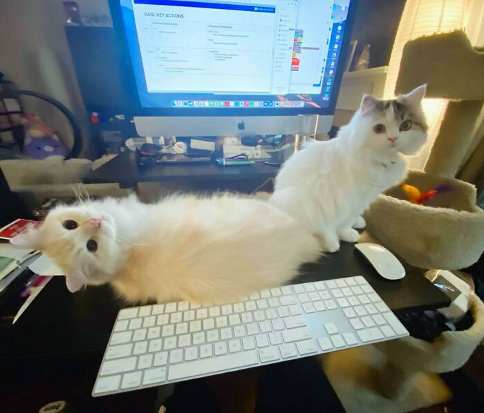 Chats sur le clavier