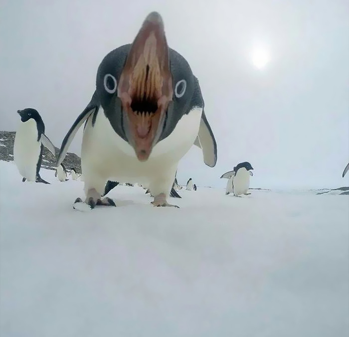 un pingouin