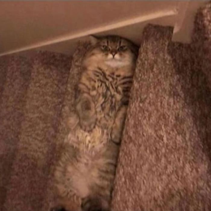 un chat escalier
