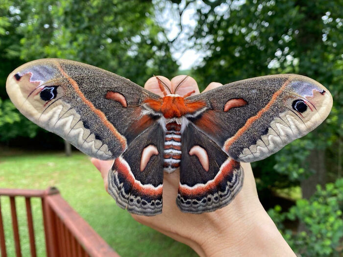 Hyalophora cecropia