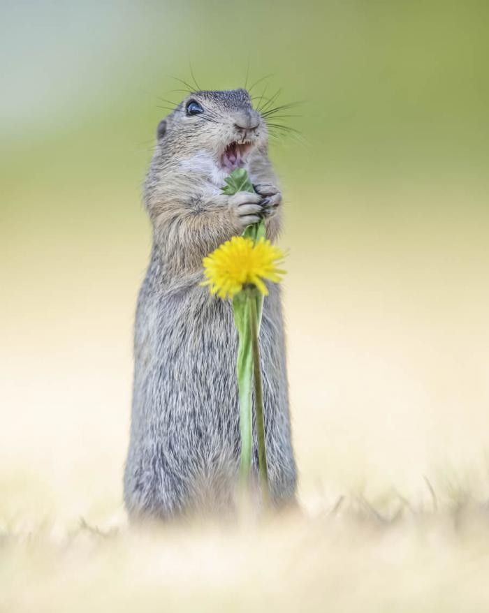 Comedy Wildlife Photography 