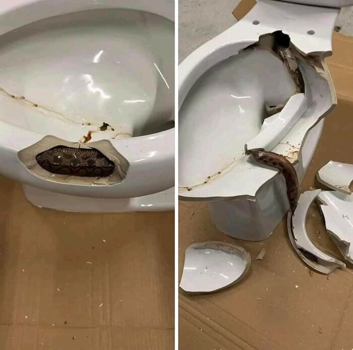 serpent dans un wc