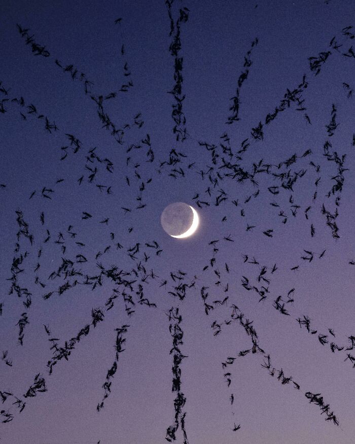 des oiseaux vers la lune