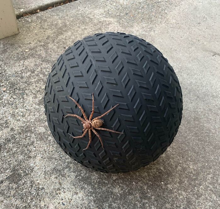 araignée sur un ballon