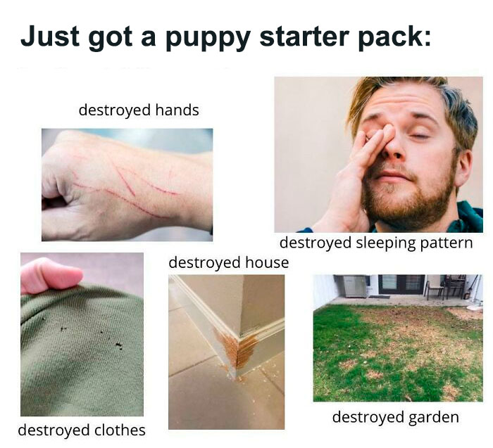 starter pack propriétaire de chien