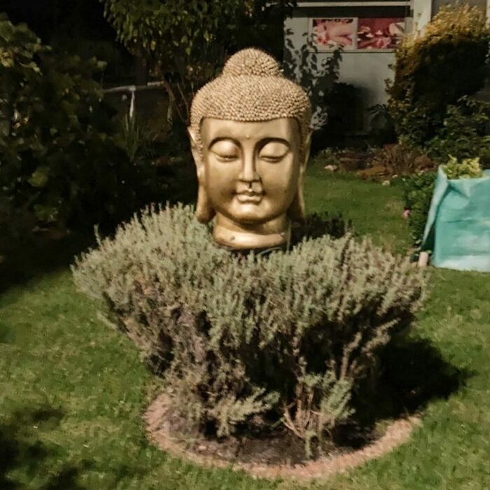 un Bouddha dans un arbre