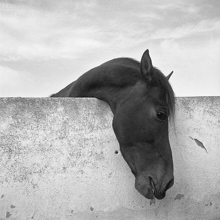 un cheval derrière un mur