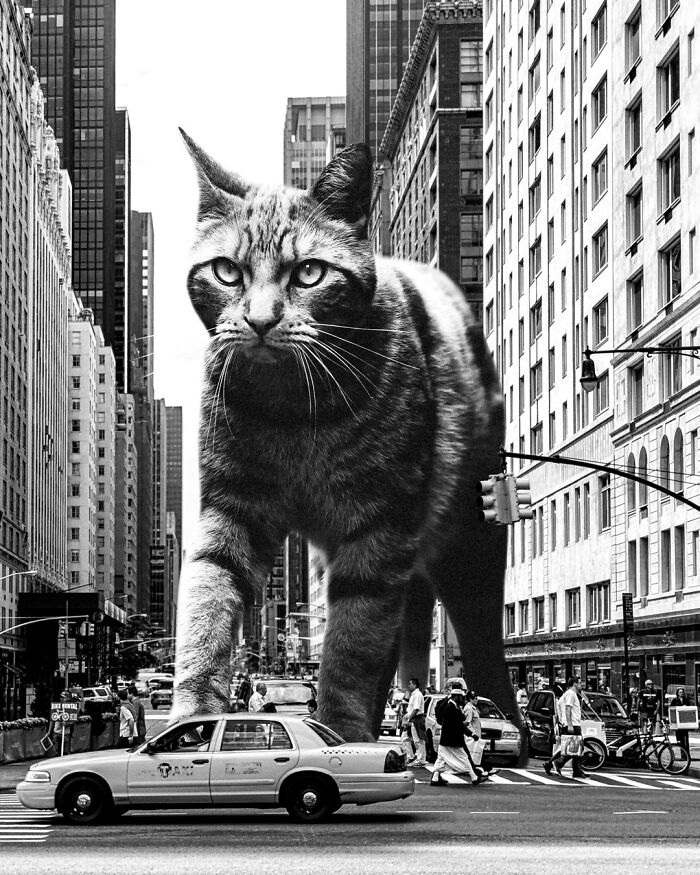 Chat géant dans les rues
