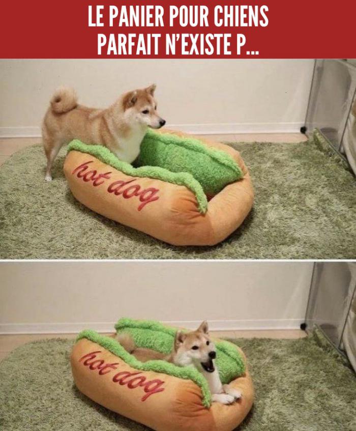 Hot Dog shiba