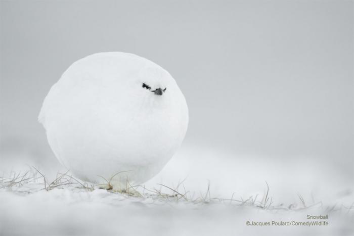 Snowball de Jacques Poulard