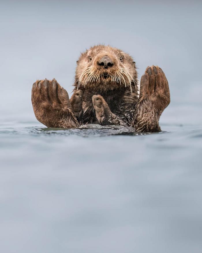 Comedy Wildlife Photography 