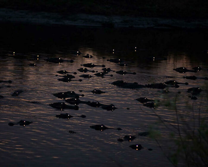 crocodiles dans le noir