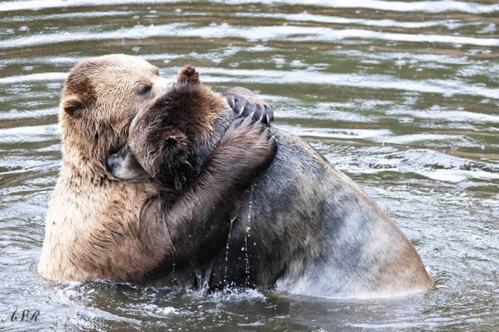 Comedy Wildlife Photography 