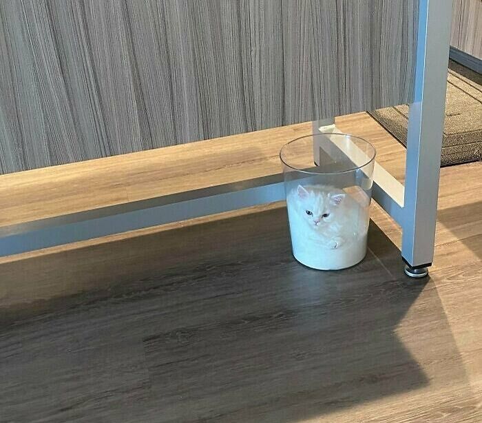 un chat en forme de lait