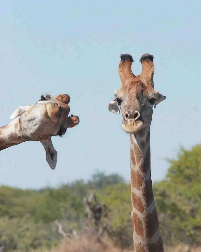 deux giraffes