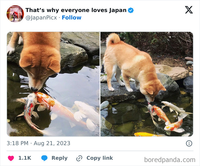 poisson et chien
