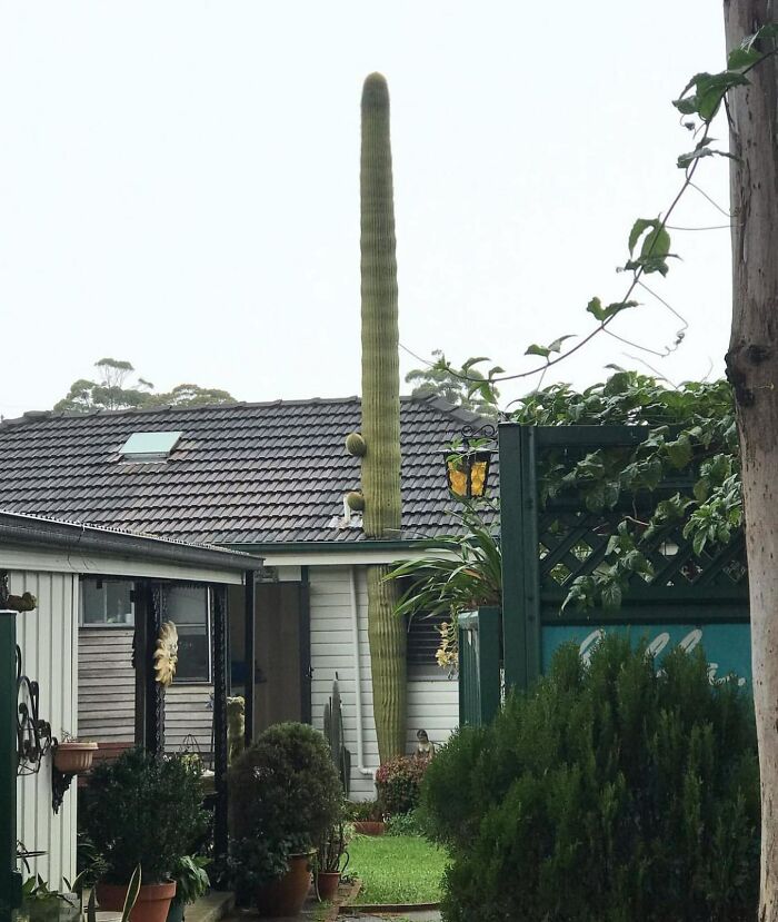 cactus qui traverse uen toiture