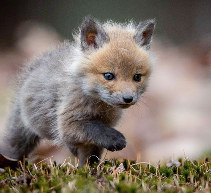 bébé renard fox 