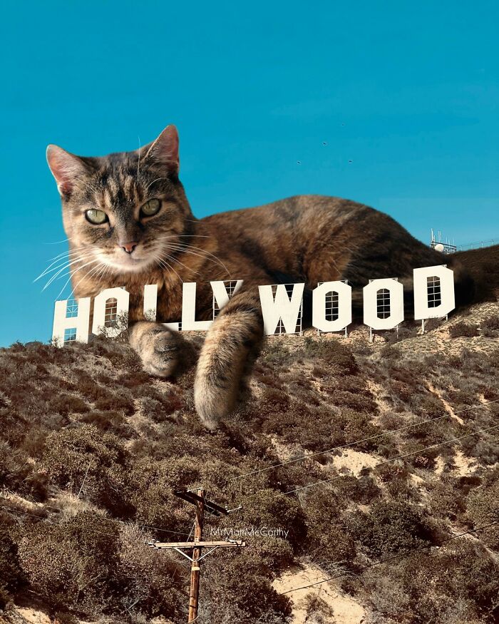 chat à HOllywood 