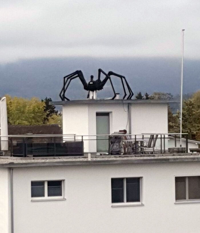 une araignée sur le toit