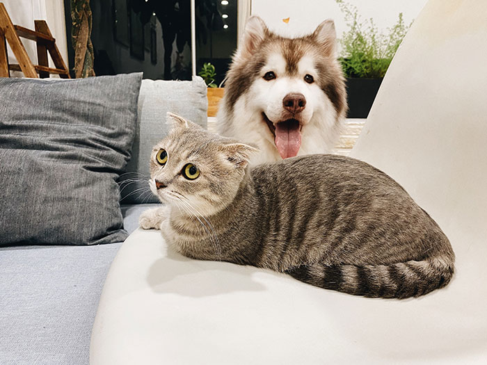 chat et chien 