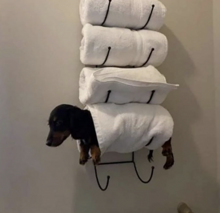 chien sur porte-serviettes