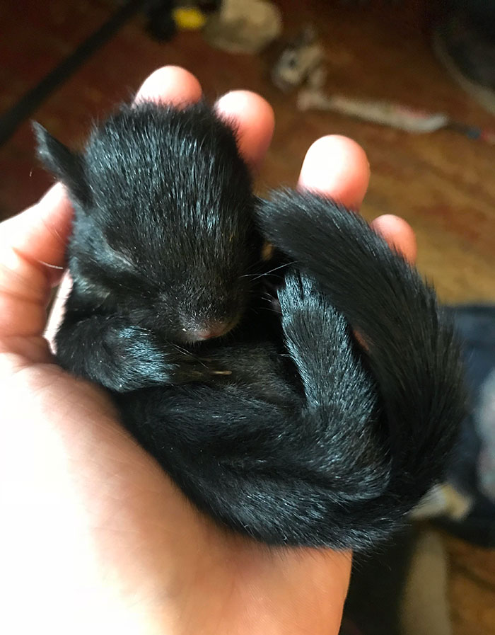 écureuil bébé mignon