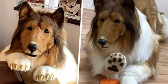 Un Japon dépense 14 000 dollars pour devenir un chien