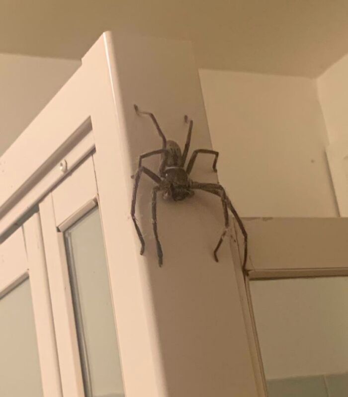 araignée géant dans une salle de bain