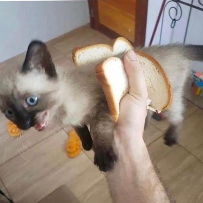 un chat en sandwich 