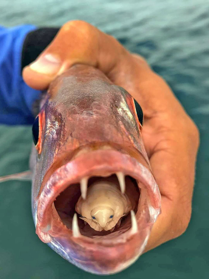 animal mangé par un poisson
